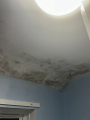 Is living with this mould dangerous?