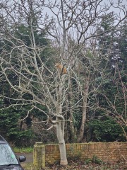 Ring Out, Wild Bells! As 2025 approaches, the Excellent Cats raise their game with a discussion on Tennyson's poetry