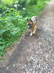 Could you show me a pic of your German Shepherd?