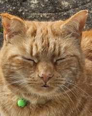 Ring Out, Wild Bells! As 2025 approaches, the Excellent Cats raise their game with a discussion on Tennyson's poetry