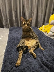 Which breed indoor cat please?
