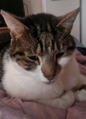 Rescue cats, show me yours!