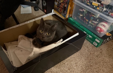 To ask me to show me your cat
