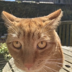 To ask me to show me your cat