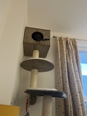 Ring Out, Wild Bells! As 2025 approaches, the Excellent Cats raise their game with a discussion on Tennyson's poetry