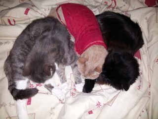 Ring Out, Wild Bells! As 2025 approaches, the Excellent Cats raise their game with a discussion on Tennyson's poetry