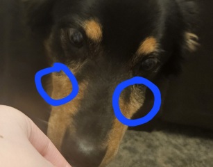Elderly dog weird lumps