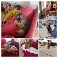 Border terriers