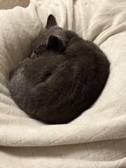 Cat not eating