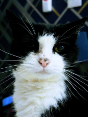 Black and white cats. (pics please!)