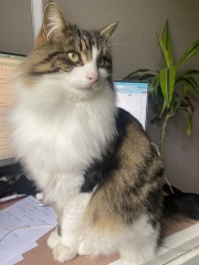 Any cat lovers know what breed of cat this might be or mix?