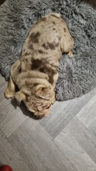 How much do you pay a house/dog sitter?