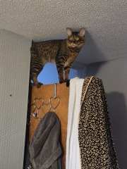 Which breed indoor cat please?