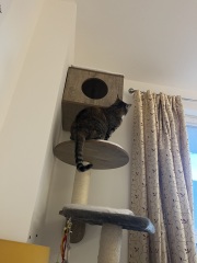 Ring Out, Wild Bells! As 2025 approaches, the Excellent Cats raise their game with a discussion on Tennyson's poetry