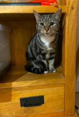 To ask me to show me your cat