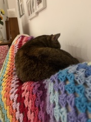 Ring Out, Wild Bells! As 2025 approaches, the Excellent Cats raise their game with a discussion on Tennyson's poetry