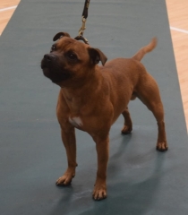 2025 is our year for getting a dog. But what breed and from where?