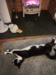 Black and white cats. (pics please!)