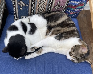 To ask me to show me your cat