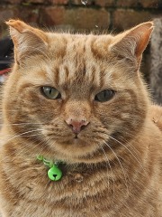 Ring Out, Wild Bells! As 2025 approaches, the Excellent Cats raise their game with a discussion on Tennyson's poetry