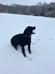 Adolescent Dog Survival Thread - Bark the Herald, furry angels sing!