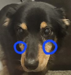 Elderly dog weird lumps