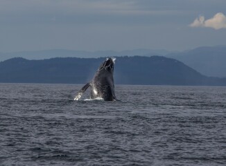 Whale watching help!!