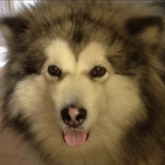 Malamute Training Tips