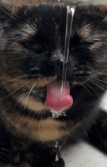 Anyone got a tortie?