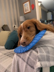 Adolescent Dog Survival Thread - Bark the Herald, furry angels sing!
