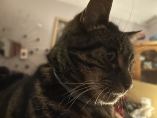 Rescue cats, show me yours!