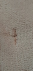 Holey heated Throws