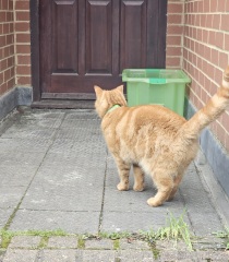 Ring Out, Wild Bells! As 2025 approaches, the Excellent Cats raise their game with a discussion on Tennyson's poetry