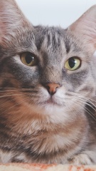 Cat teeth problem