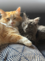 To ask me to show me your cat