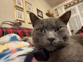 Ring Out, Wild Bells! As 2025 approaches, the Excellent Cats raise their game with a discussion on Tennyson's poetry