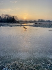 Adolescent Dog Survival Thread - Bark the Herald, furry angels sing!