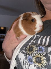 Shit... 99% sure Guinea Pig is pregnant