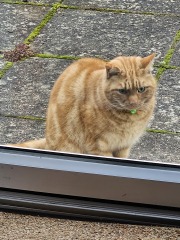 Ring Out, Wild Bells! As 2025 approaches, the Excellent Cats raise their game with a discussion on Tennyson's poetry