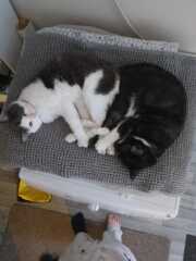 Black and white cats. (pics please!)