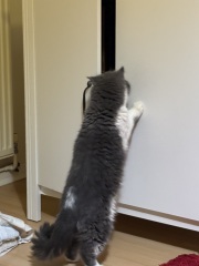 Pampered, Persian, Princess Penelope