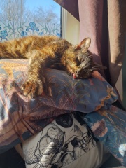 Lap dances, strippers and punch-ups - the Excellent Cats arrange a stag party