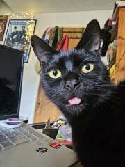 Black cat appreciation (pics please)