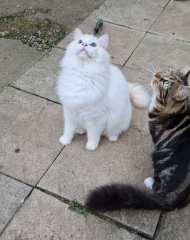 To ask me to show me your cat