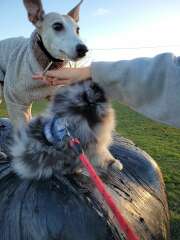 Puppy Survival Thread for New and Old Pups - here comes winter 2024