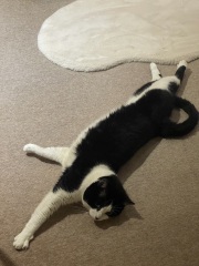 Black and white cats. (pics please!)