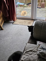 Ring Out, Wild Bells! As 2025 approaches, the Excellent Cats raise their game with a discussion on Tennyson's poetry