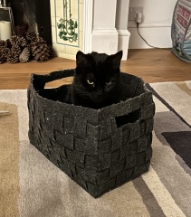 Ring Out, Wild Bells! As 2025 approaches, the Excellent Cats raise their game with a discussion on Tennyson's poetry