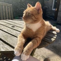 Adopting a 6 year old cat