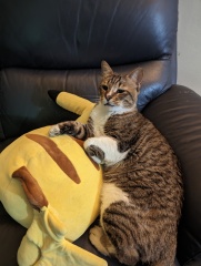 Rescue cats, show me yours!